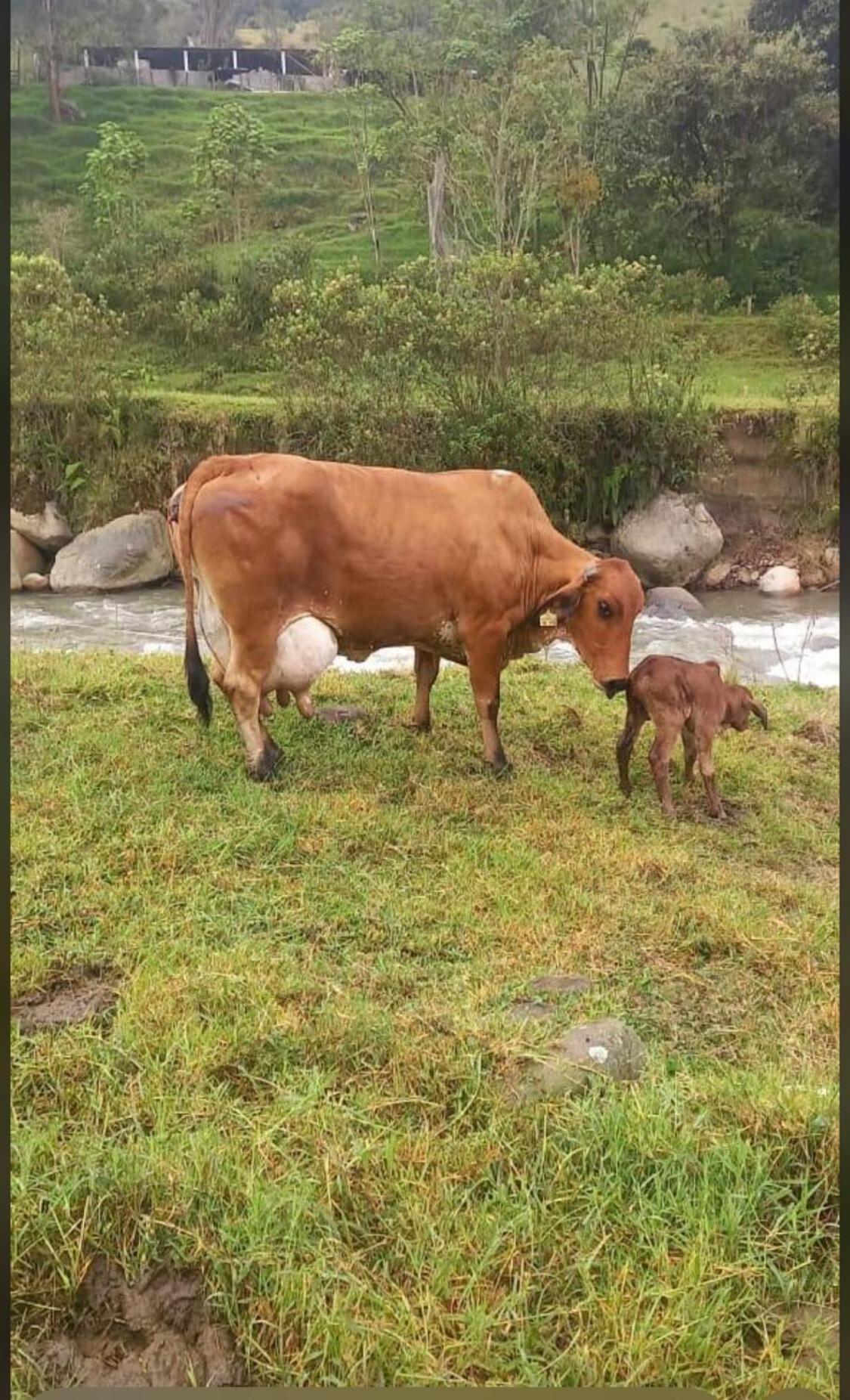 Alojamiento Con Vista Al Rio Y Paisajes Hermosos Villa Manizales Exterior foto