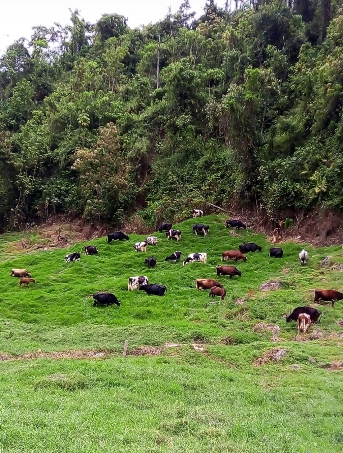 Alojamiento Con Vista Al Rio Y Paisajes Hermosos Villa Manizales Exterior foto